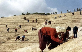 Unesco adds Korea's post-war reforestation campaign to Memory of the World Register